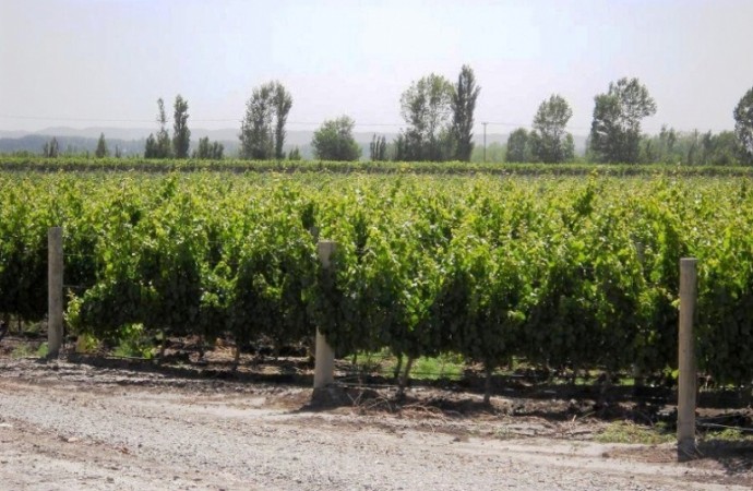 Finca de 50 has. de varietales, con Bodega moderna 70.000 lts. en producción, Tupungato, Mendoza. 