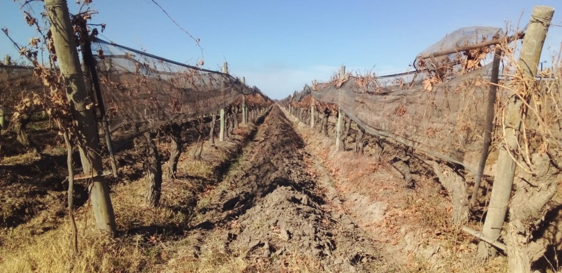Finca de 60 hectareas con Viña en Tres Esquinas, Valle de Uco, Mendoza.