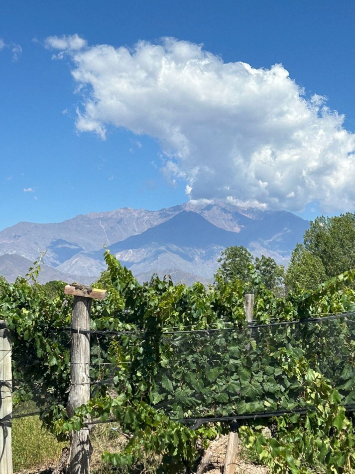 Finca de 8,5 hectareas con viñedos en Valle de Uco, San Carlos, Mendoza.