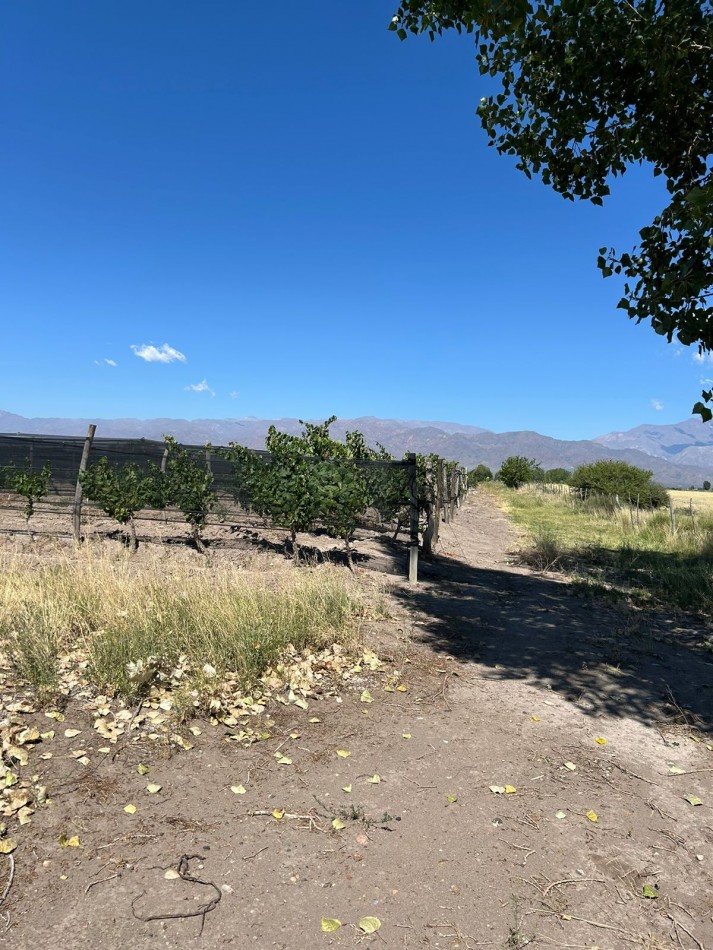 Finca de 8,5 hectareas con viñedos en Valle de Uco, San Carlos, Mendoza.