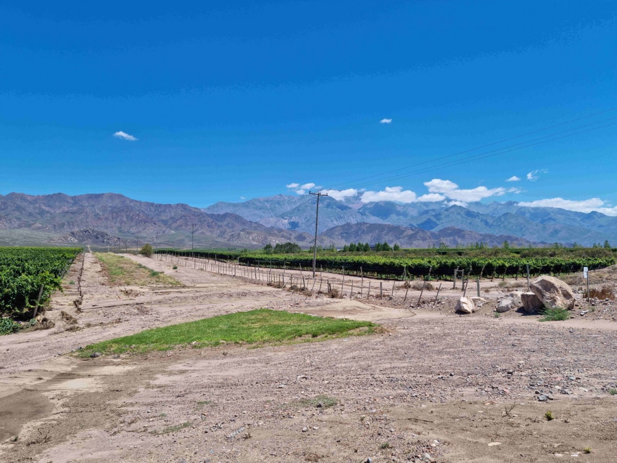 Hermosa finquita de 6 hectareas inculta en el Valle de Uco, Mendoza al pie de la montaña, con derecho de riego.