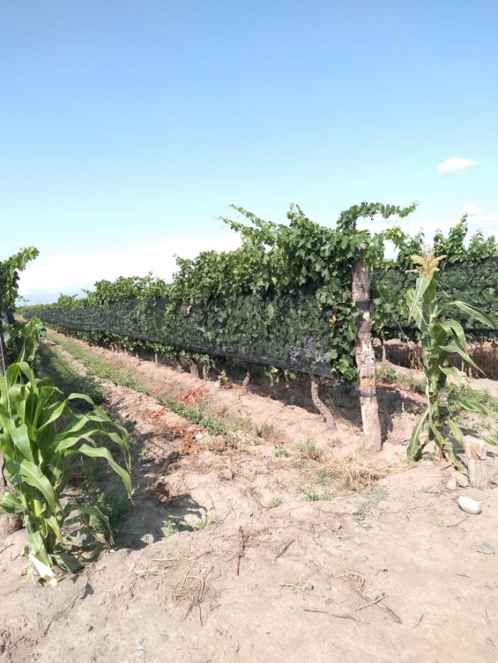 Hermosa Finca con viñedos, 10 hectareas en Tupungato, Mendoza.