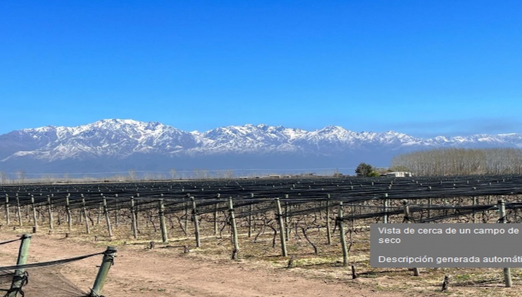 Finca 24 Has. con viñas de altisima calidad en San Carlos, Mendoza.