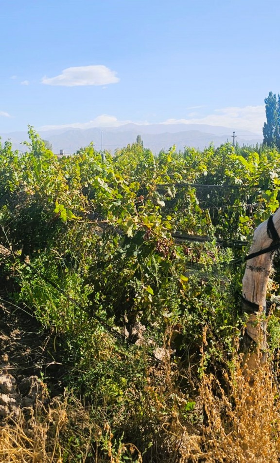 Finca de 8 Has., con Malbec de alta calidad, en Altamira, San Carlos , Mendoza.