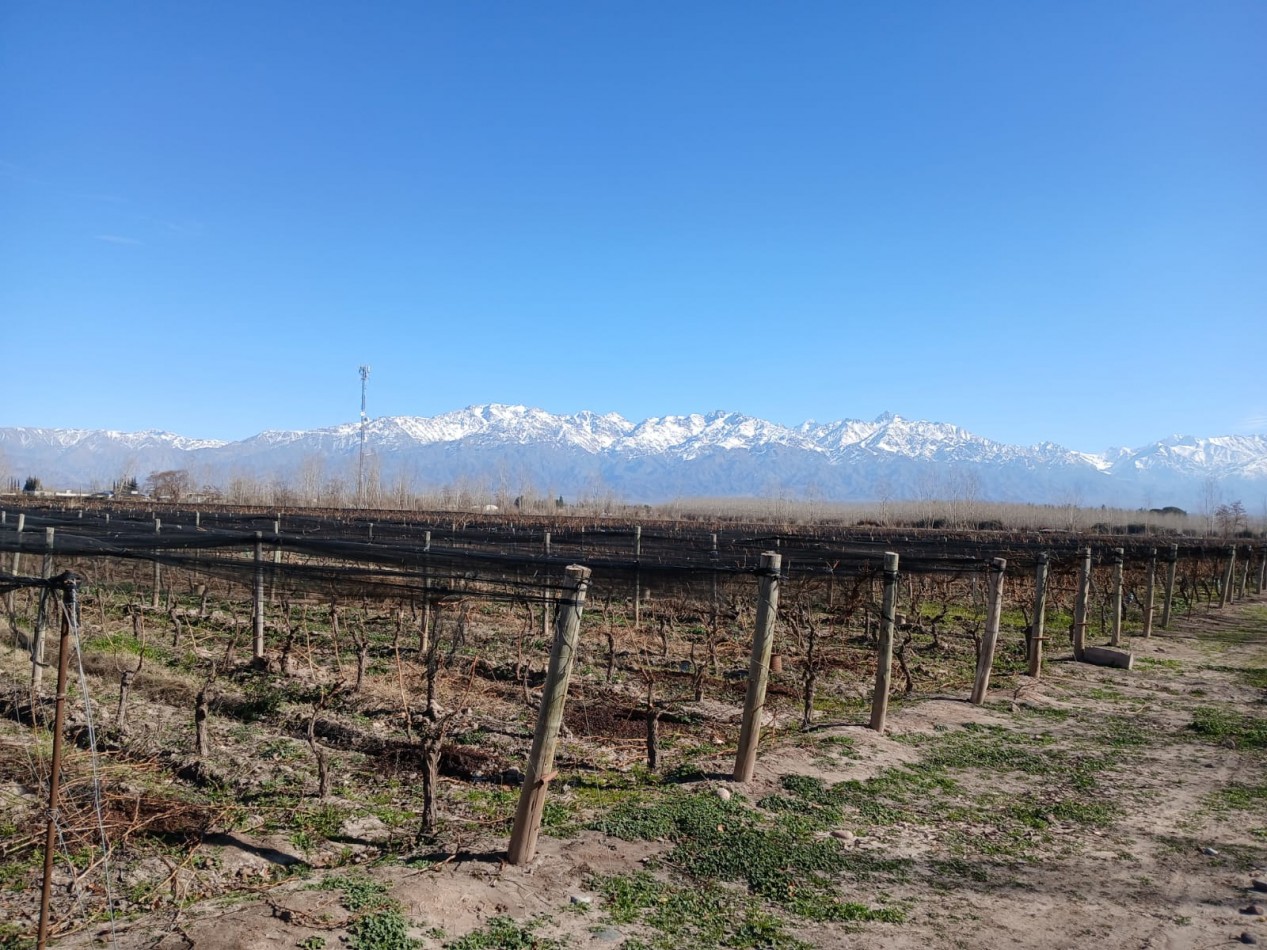 excelente Bodega con viñedos en Vsita Flores, Valle de Uco. Mendoza 