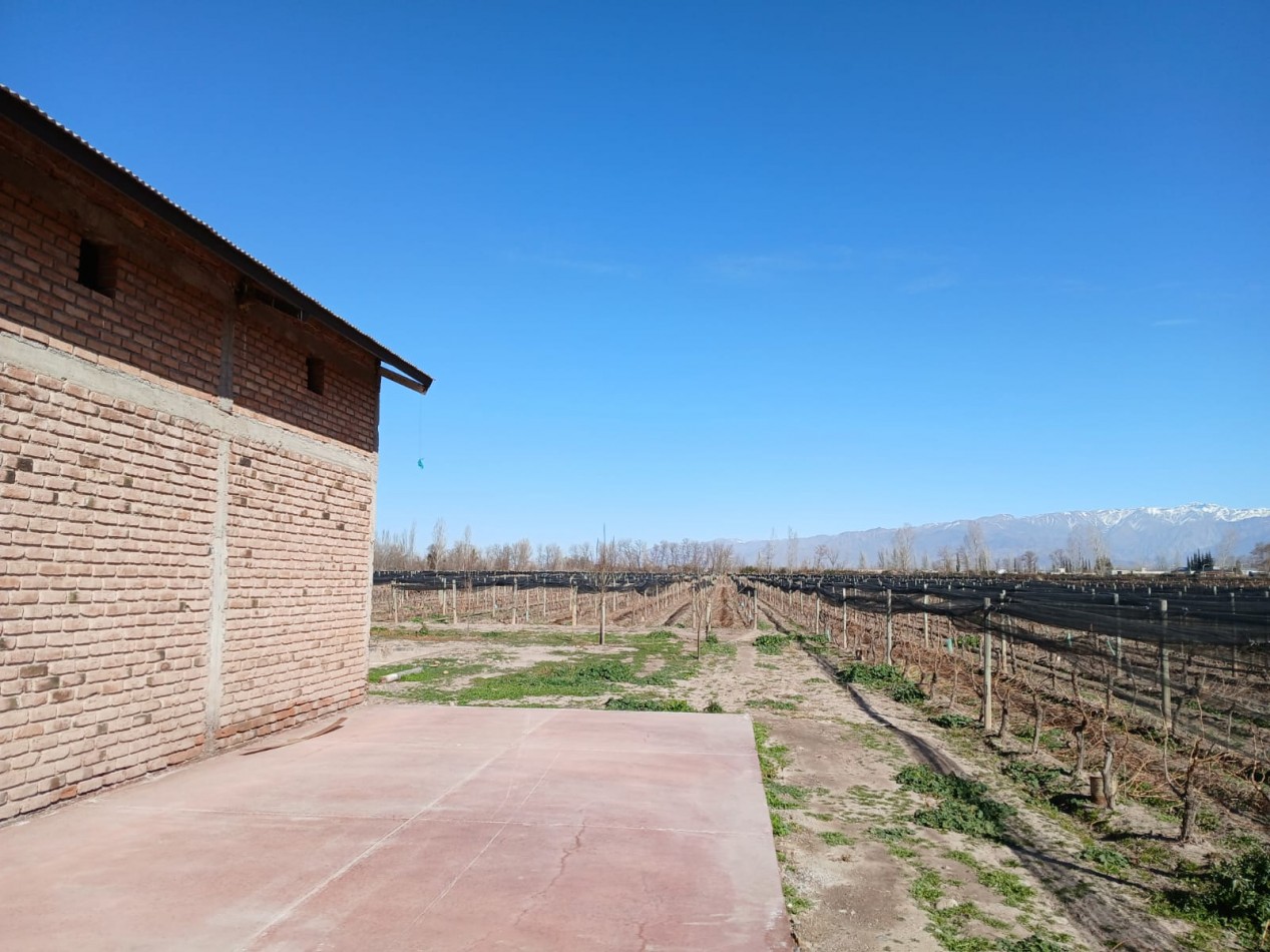 excelente Bodega con viñedos en Vsita Flores, Valle de Uco. Mendoza 