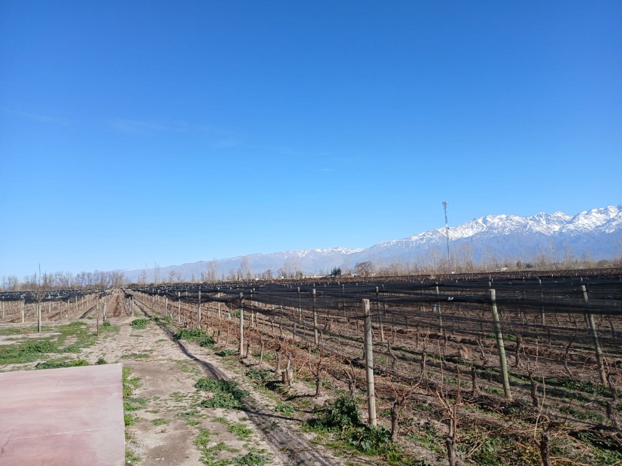 excelente Bodega con viñedos en Vsita Flores, Valle de Uco. Mendoza 