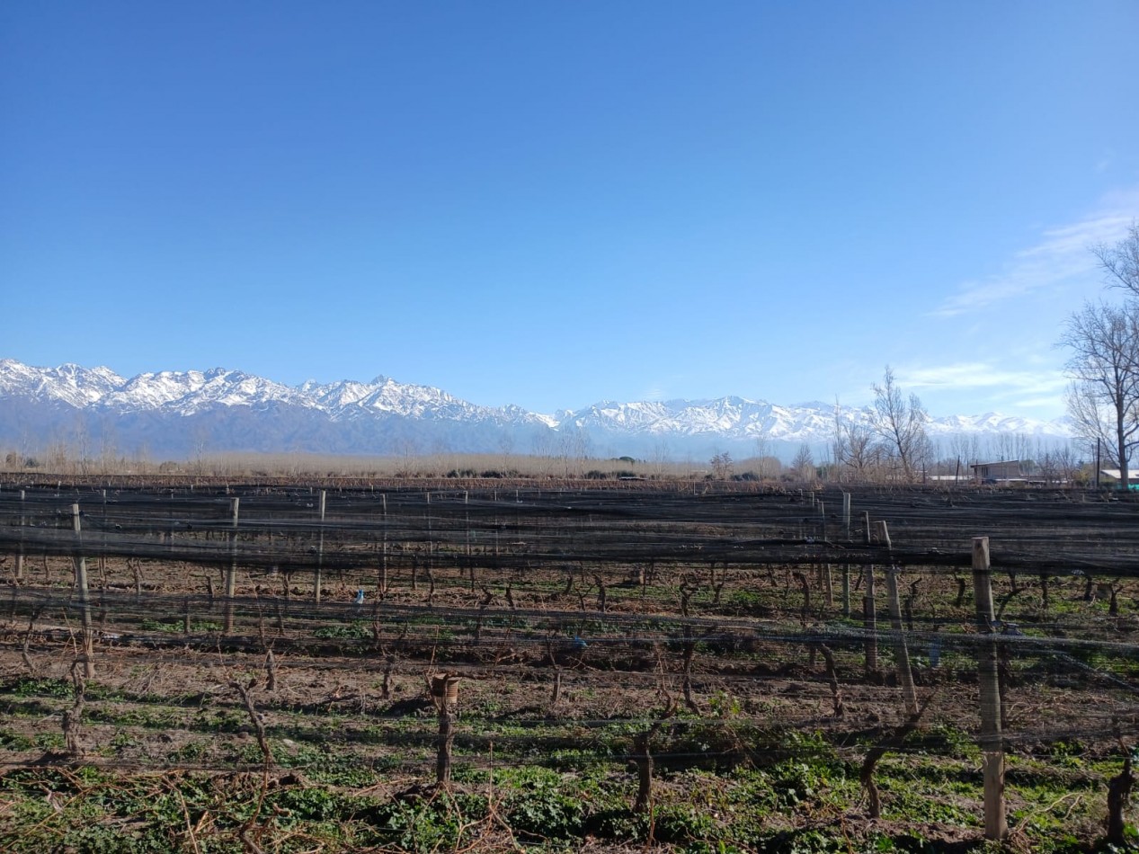 excelente Bodega con viñedos en Vsita Flores, Valle de Uco. Mendoza 