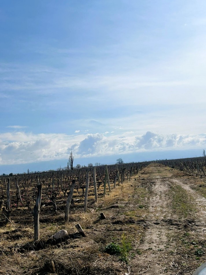 Excelente finca de viñedos 15 hectareas Premium en La Consulta, San Carlos, Mendoza