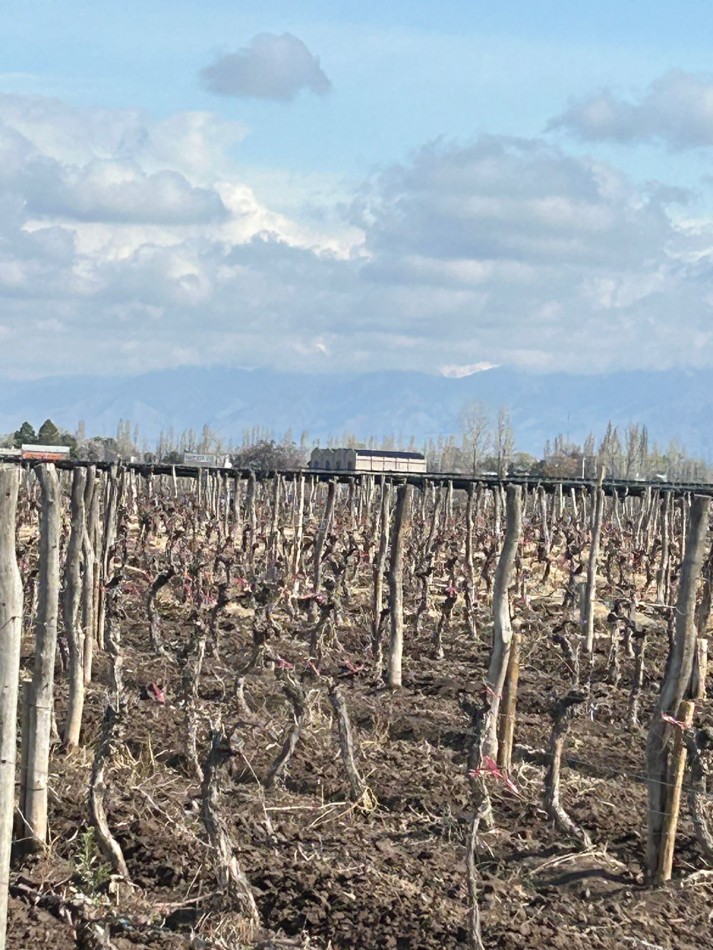 Excelente finca de viñedos 15 hectareas Premium en La Consulta, San Carlos, Mendoza