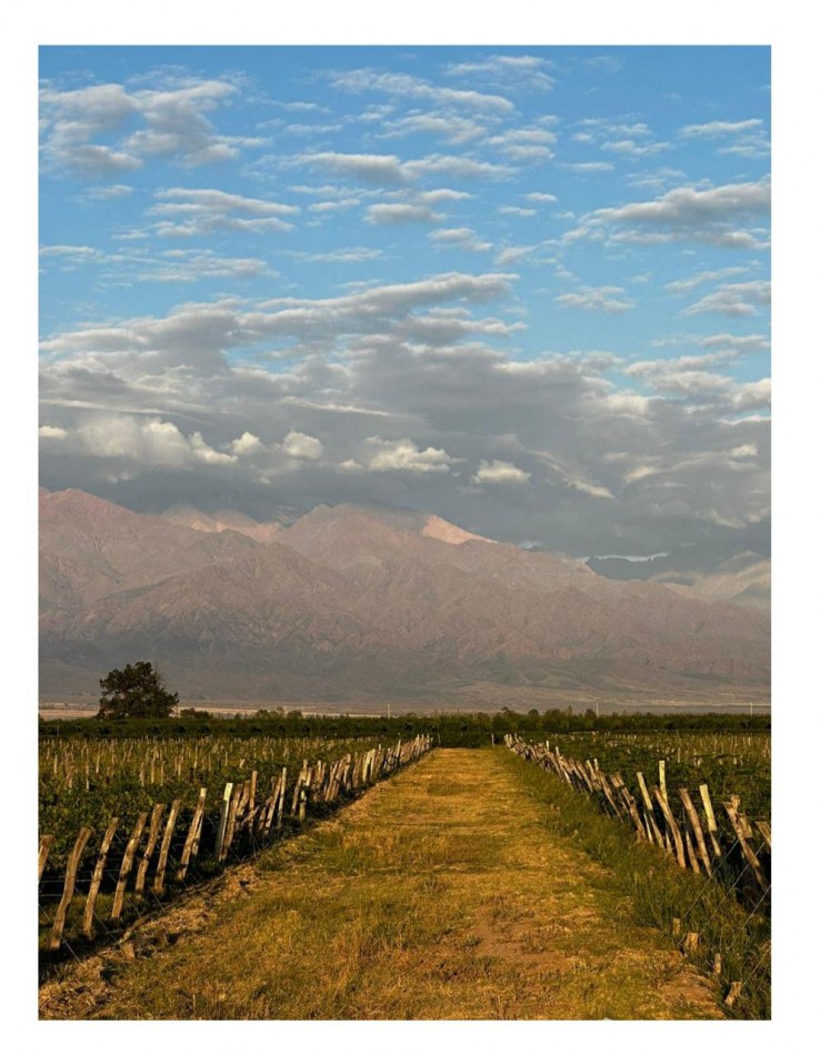 Excelente finca de viñedos 15 hectareas Premium en La Consulta, San Carlos, Mendoza