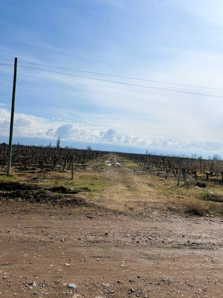 Excelente finca de viñedos 15 hectareas Premium en La Consulta, San Carlos, Mendoza