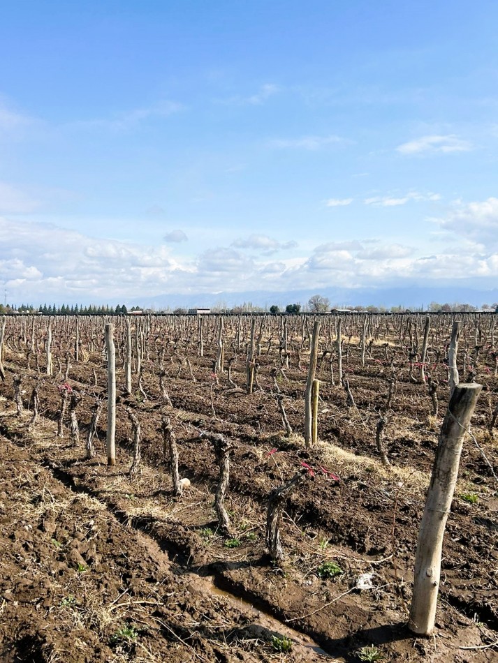 Excelente finca de viñedos 15 hectareas Premium en La Consulta, San Carlos, Mendoza