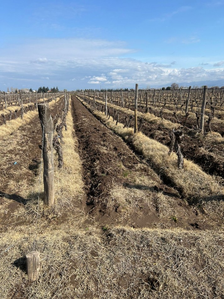 Excelente finca de viñedos 15 hectareas Premium en La Consulta, San Carlos, Mendoza