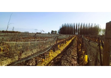 Finca de 60 hectareas con Viña en Tres Esquinas, Valle de Uco, Mendoza.