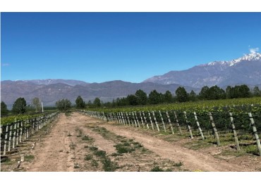 Finca 24 Has. con viñas de altisima calidad en San Carlos, Mendoza.