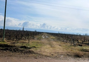 Excelente finca de viñedos 15 hectareas Premium en La Consulta, San Carlos, Mendoza